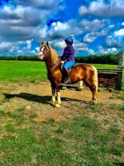Horse