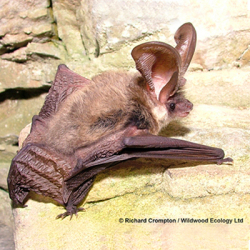 European Protected Species (EPS) Bats and Planning - Pembrokeshire